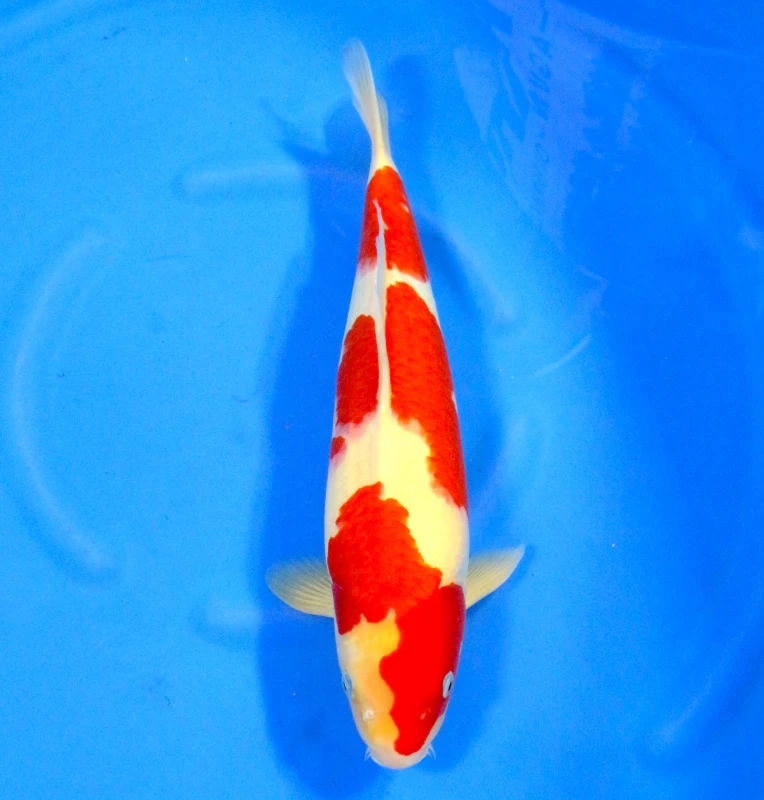 Kohaku