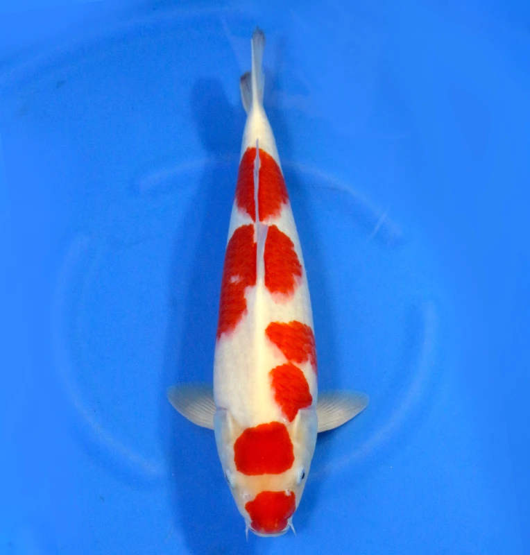 Kohaku