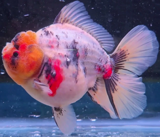 Shogun Calico