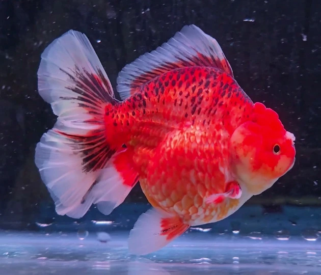 Shogun Calico