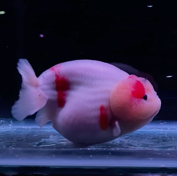 Ranchu Sakura