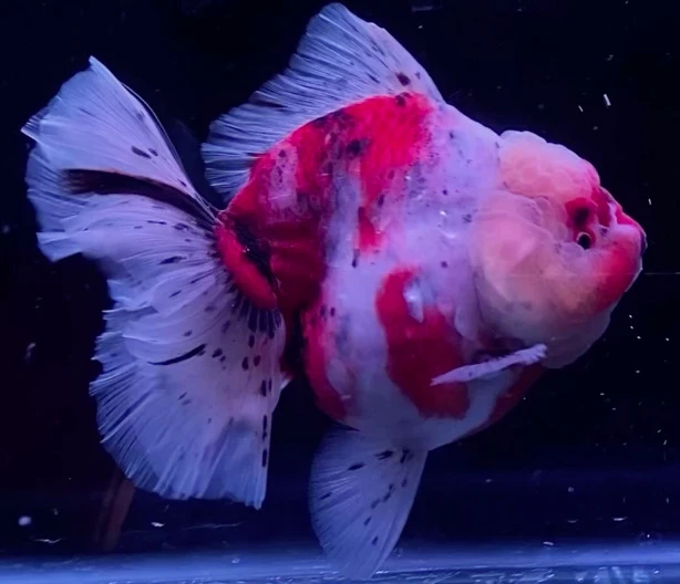 Shogun Calico