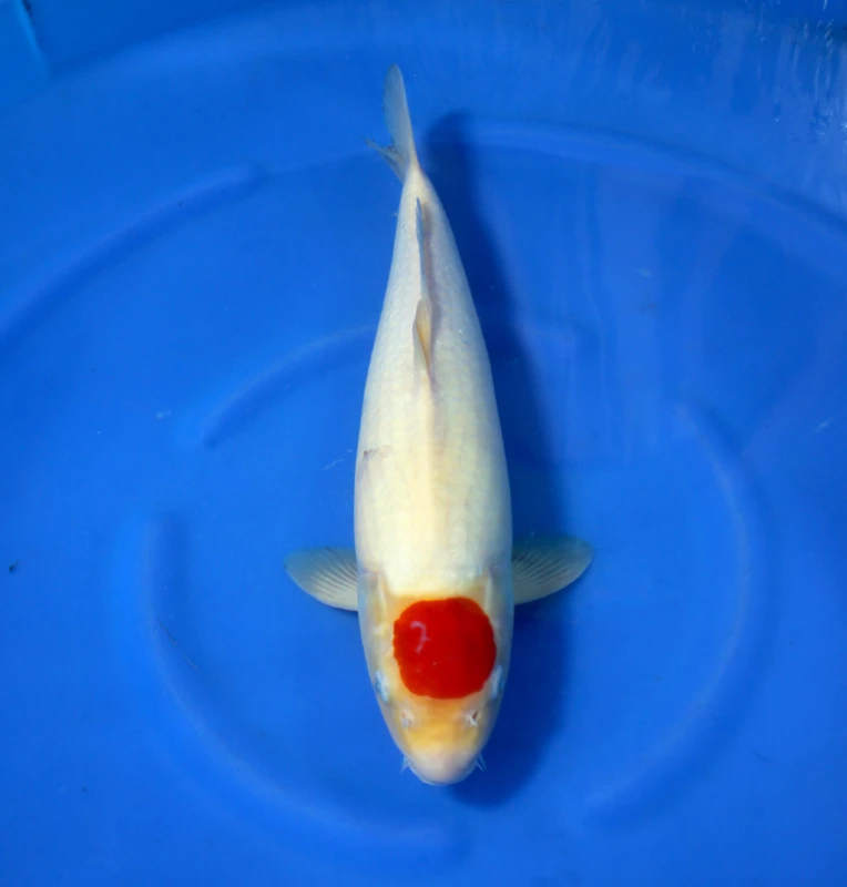 Tancho Kohaku