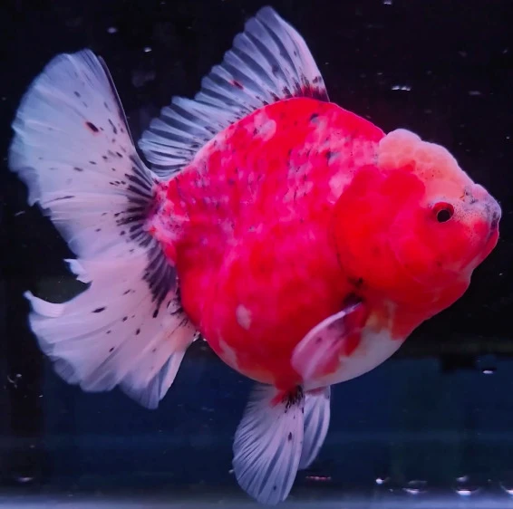 Shogun Calico