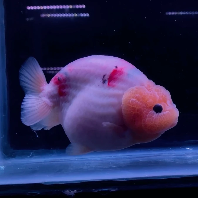 Ranchu Calico