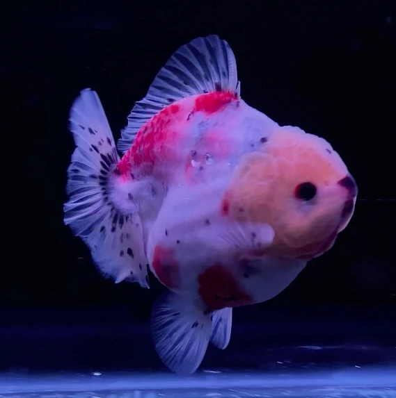 Shogun Calico