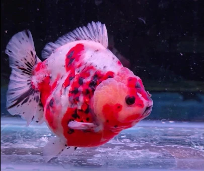 Shogun Calico