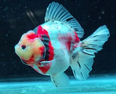 Shogun Calico