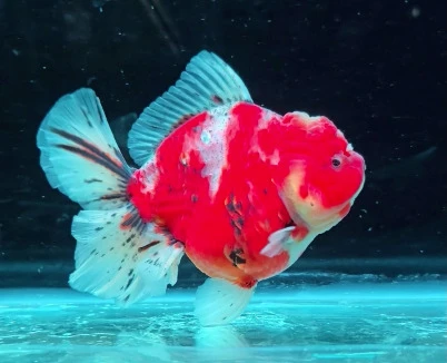 Shogun Calico