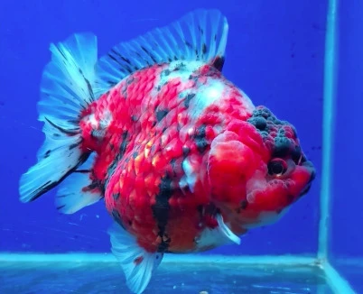 Shogun Calico