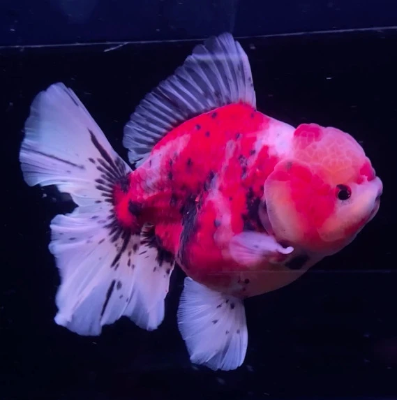 Shogun Calico