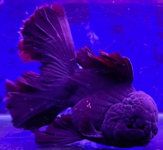 Godzilla Black Broad Tail