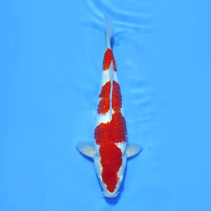 Kohaku gin rin