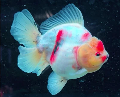 Shogun Calico