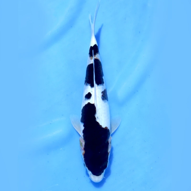 Budo Goromo