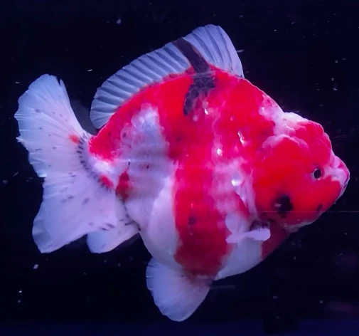Godzilla Calico
