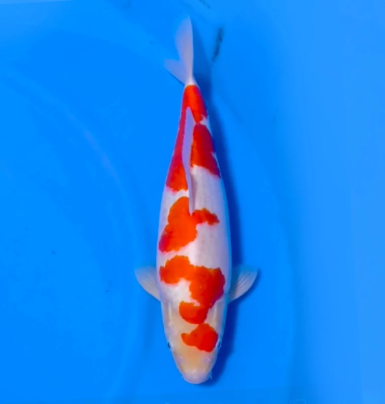 Kohaku
