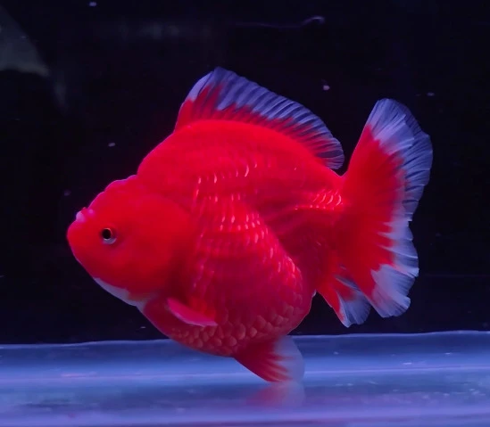 Shogun Red