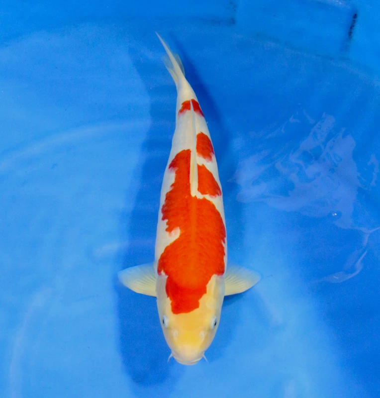 Kohaku