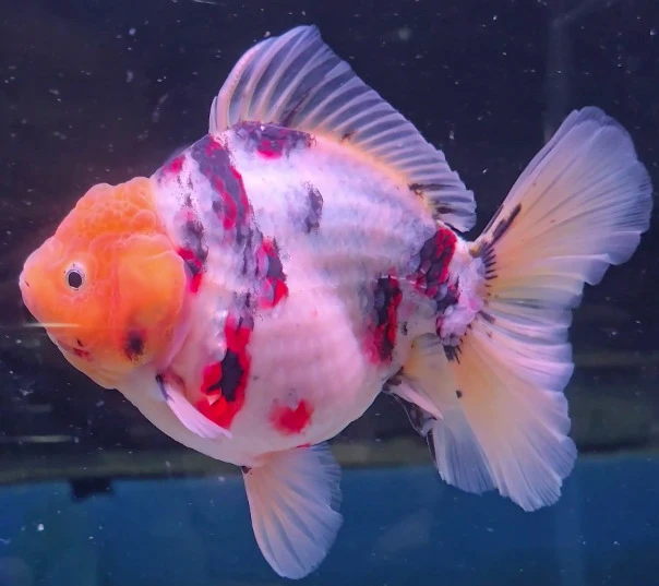 Shogun Calico