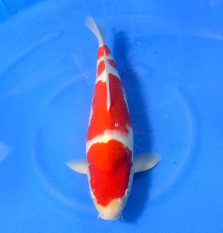 Kohaku