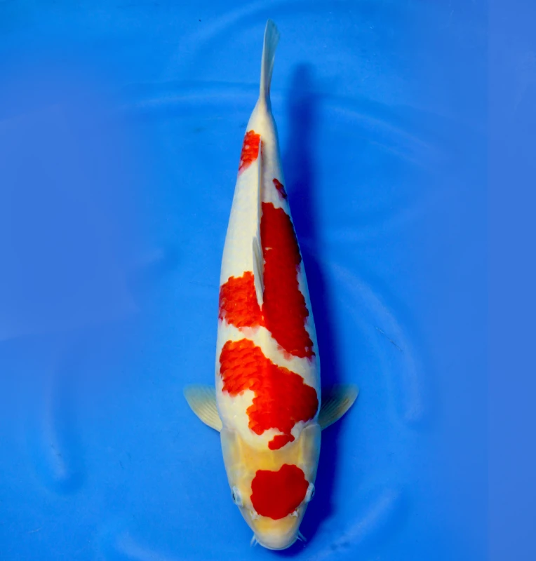 Kohaku