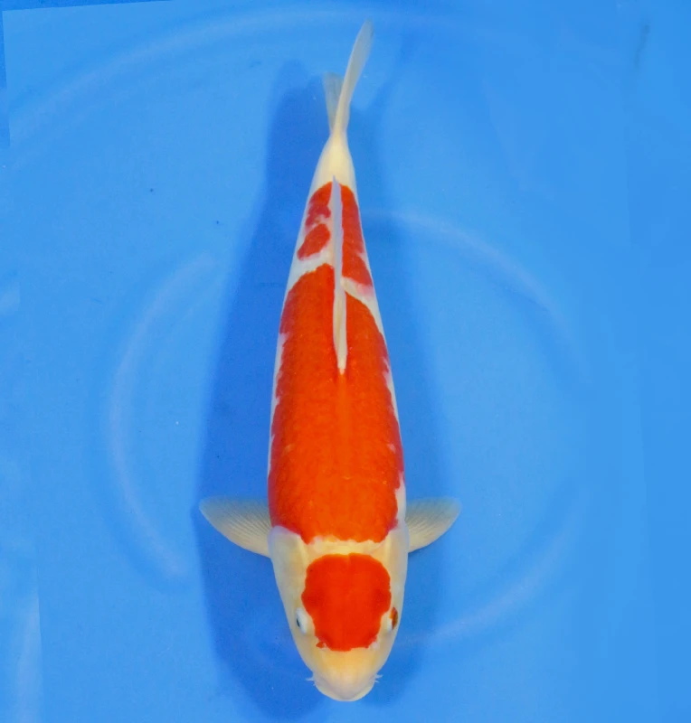 Kohaku