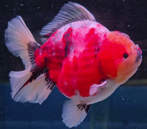 Shogun Calico