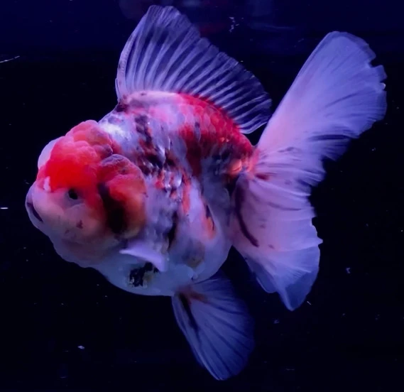 Shogun Calico