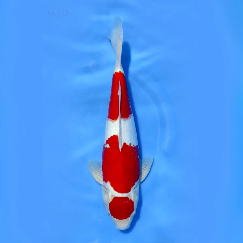 Kohaku  Doitsu