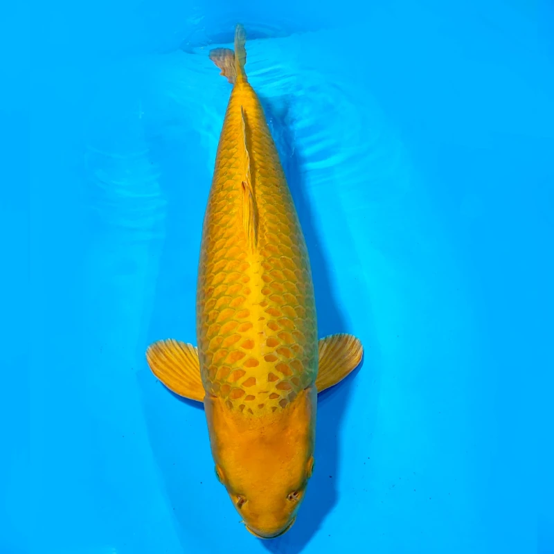 Yamabuki Ogon