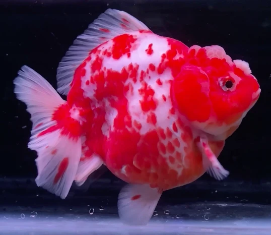 Shogun Sakura Short Tail
