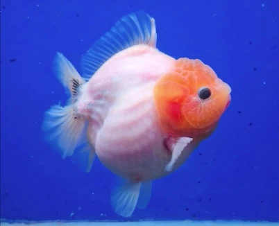 Shogun Calico