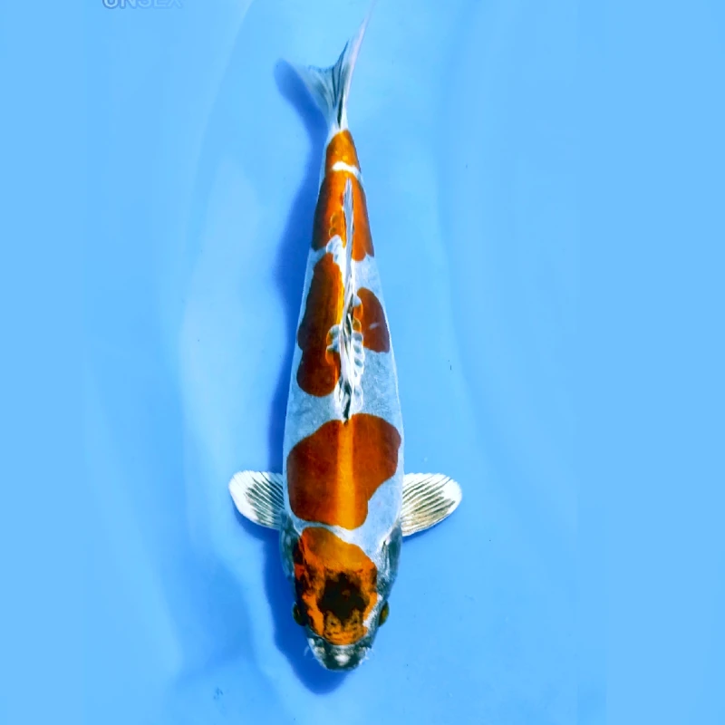 Beni Kikokuryu