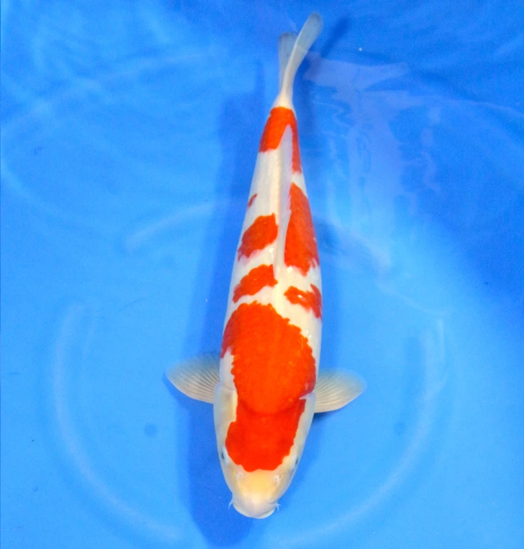 Kohaku