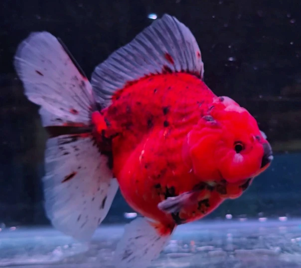 Shogun Calico
