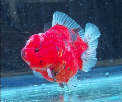 Shogun Calico