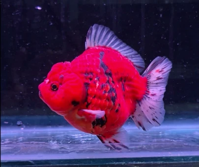 Godzilla Tiger