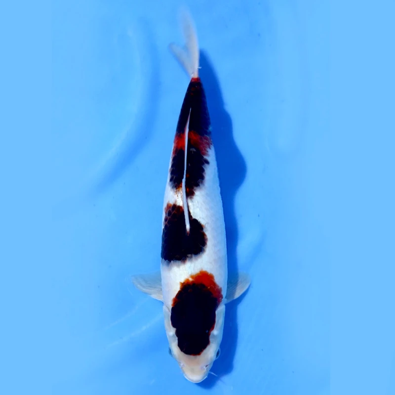 Budo Goromo