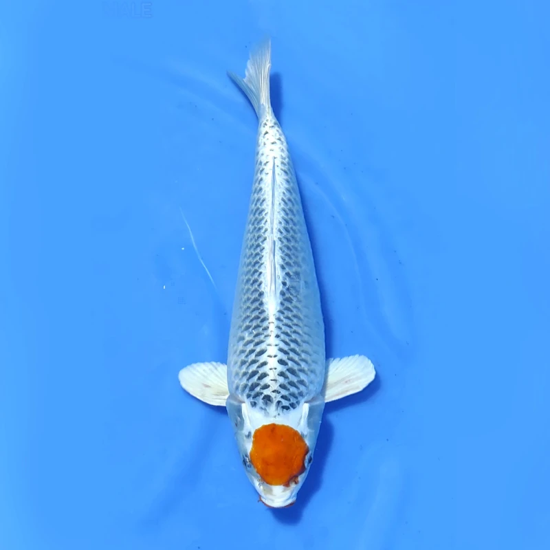 Tancho kujaku