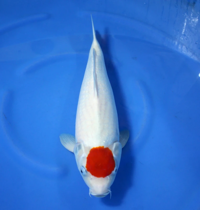 Tancho Kohaku