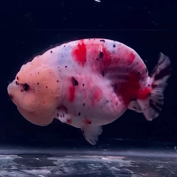 Ranchu Calico