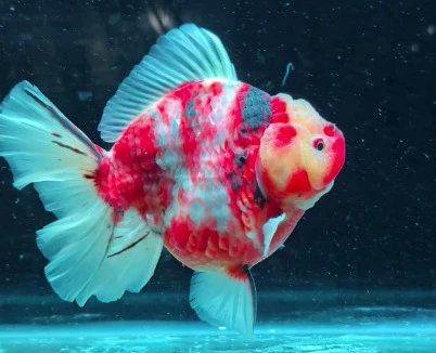 Shogun Calico