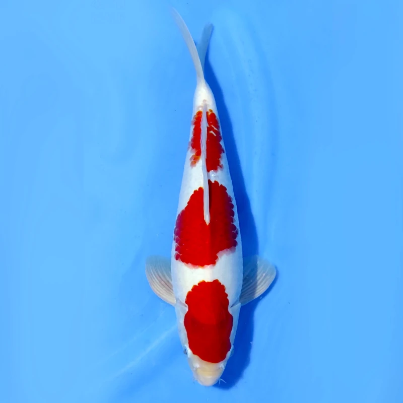 Kohaku