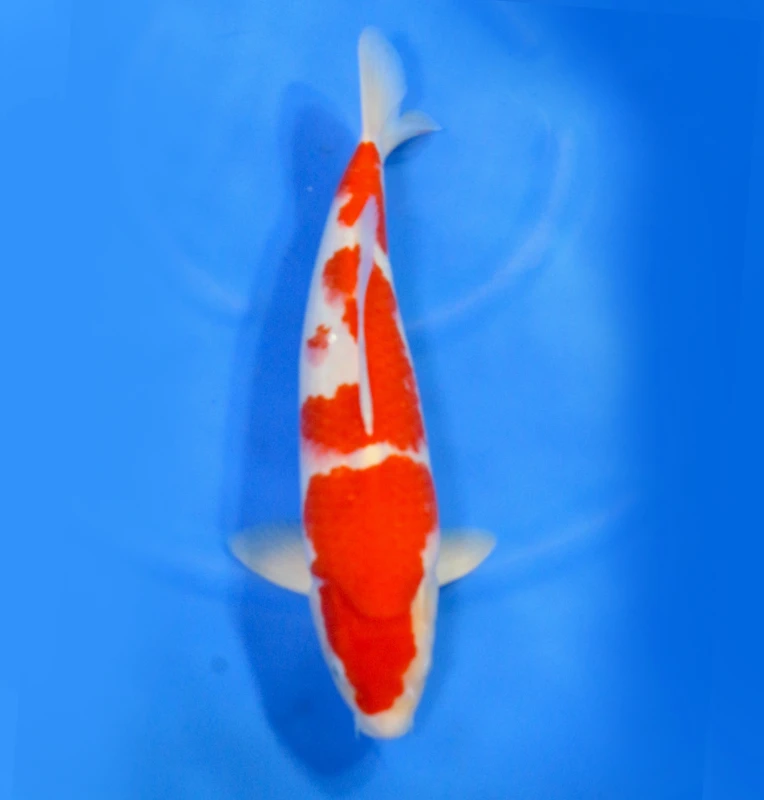 Kohaku