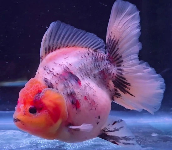 Shogun Calico