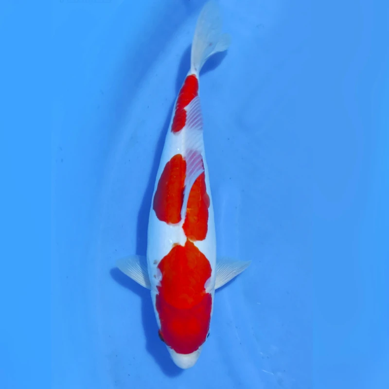 Kohaku Doitsu