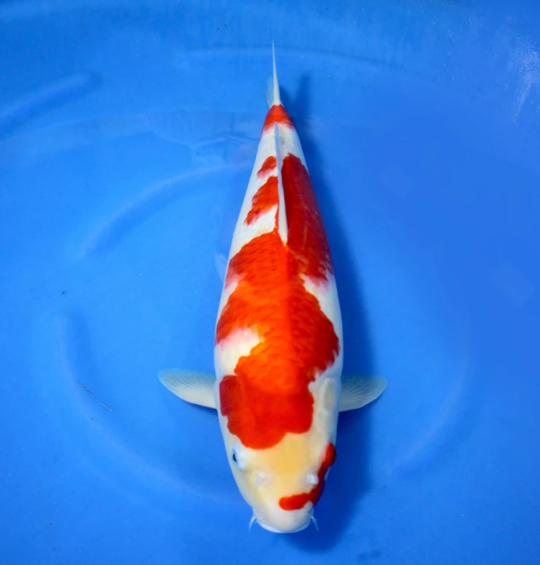 Kohaku
