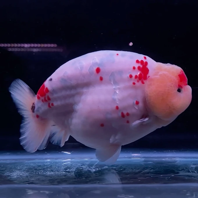 Ranchu Sakura