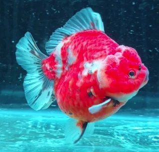 Shogun Calico
